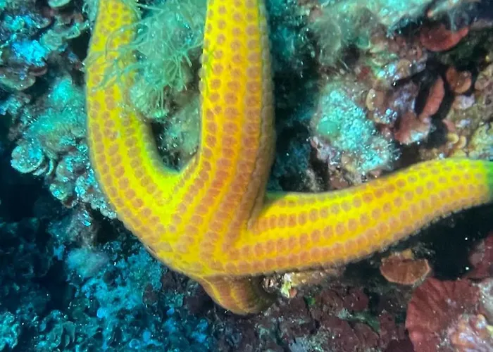 Apart Otel Paduledda Isola Rossa (Sassari)